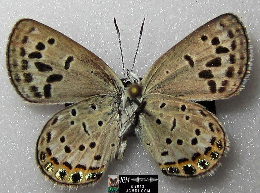 Plebejus emigdionis (San Emigdio Blue Butterfly) image